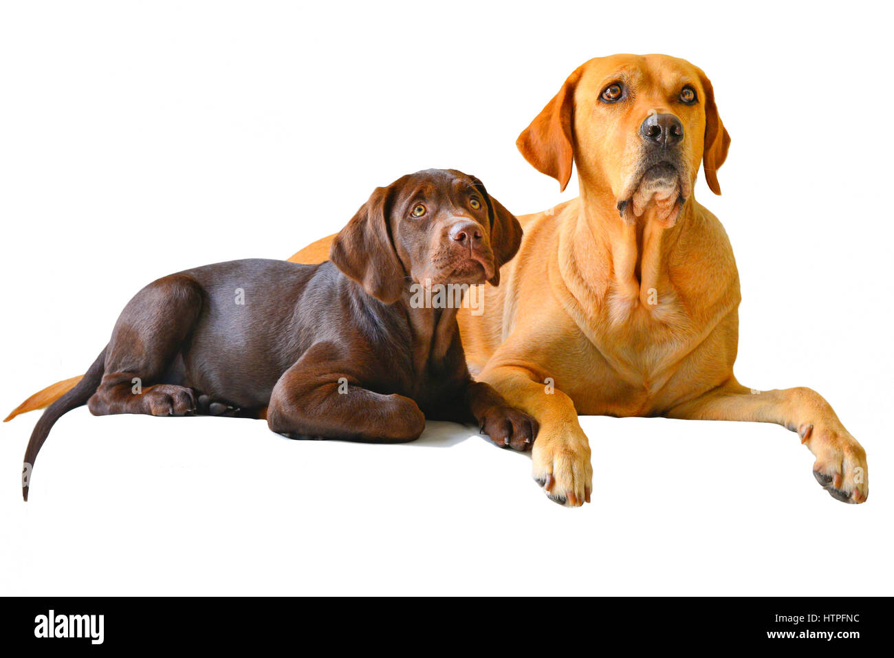 Un Labrador Retriever jaune avec son chien adulte brun chocolat chiot sur chaise blanche à la curiosité Banque D'Images