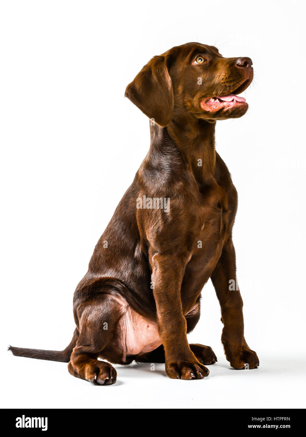 Un Labrador Retriever jaune avec son chien adulte brun chocolat chiot sur chaise blanche à la curiosité Banque D'Images