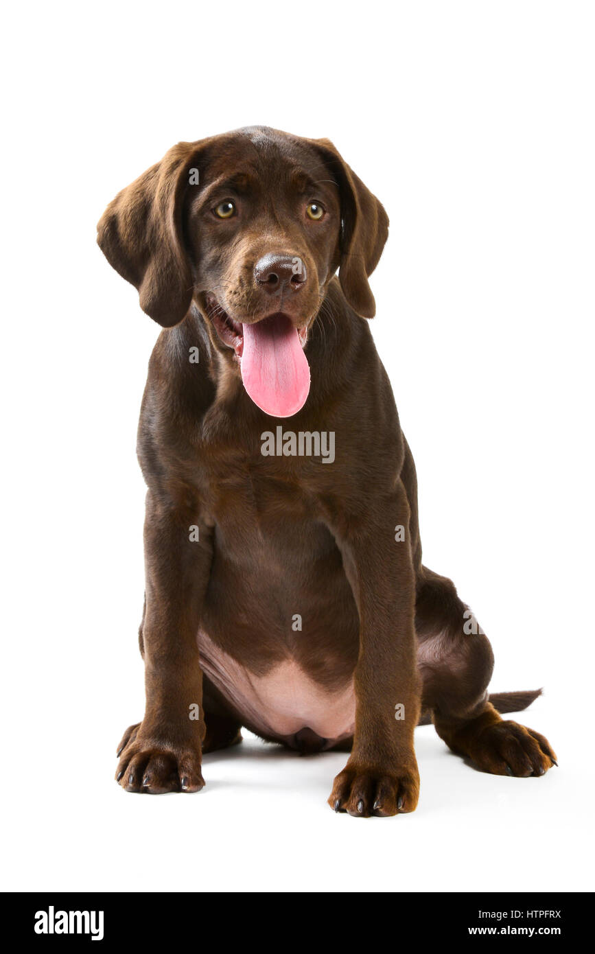 Un Labrador Retriever jaune avec son chien adulte brun chocolat chiot sur chaise blanche à la curiosité Banque D'Images