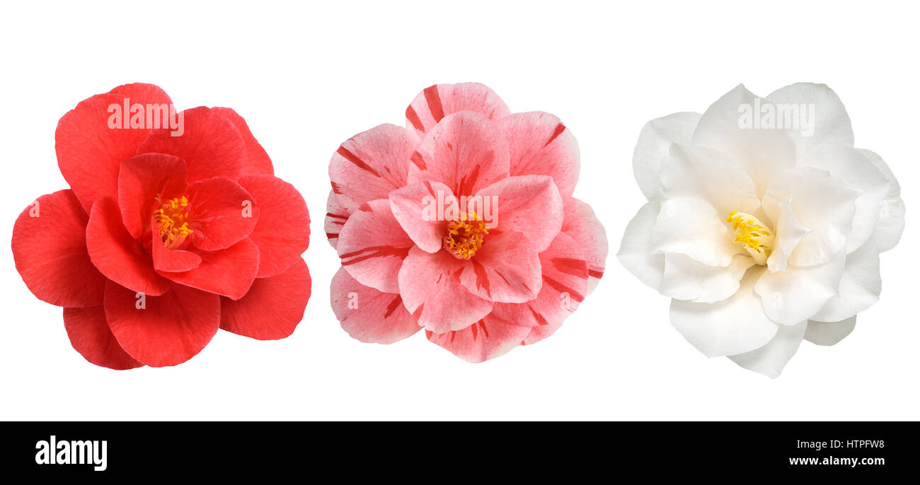 Fleurs de camélia blanc rouge et rose isolé sur fond blanc Banque D'Images