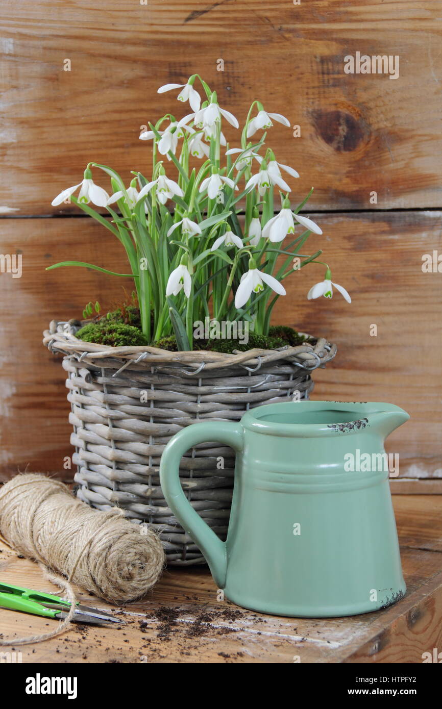 Tissé décoratif pot pour écrans d'intérieur planté de perce-neige (Galanthus nivalis) sur une table en bois avec une cisaille de jardin, chaîne et joli pot émaillé Banque D'Images