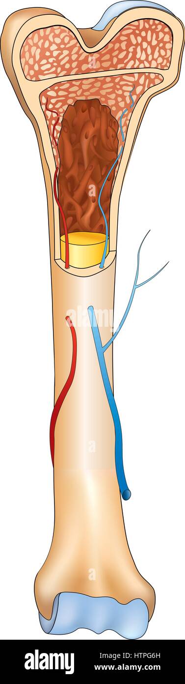 Détails de la structure osseuse, l'anatomie humaine signe médical. Illustration de Vecteur