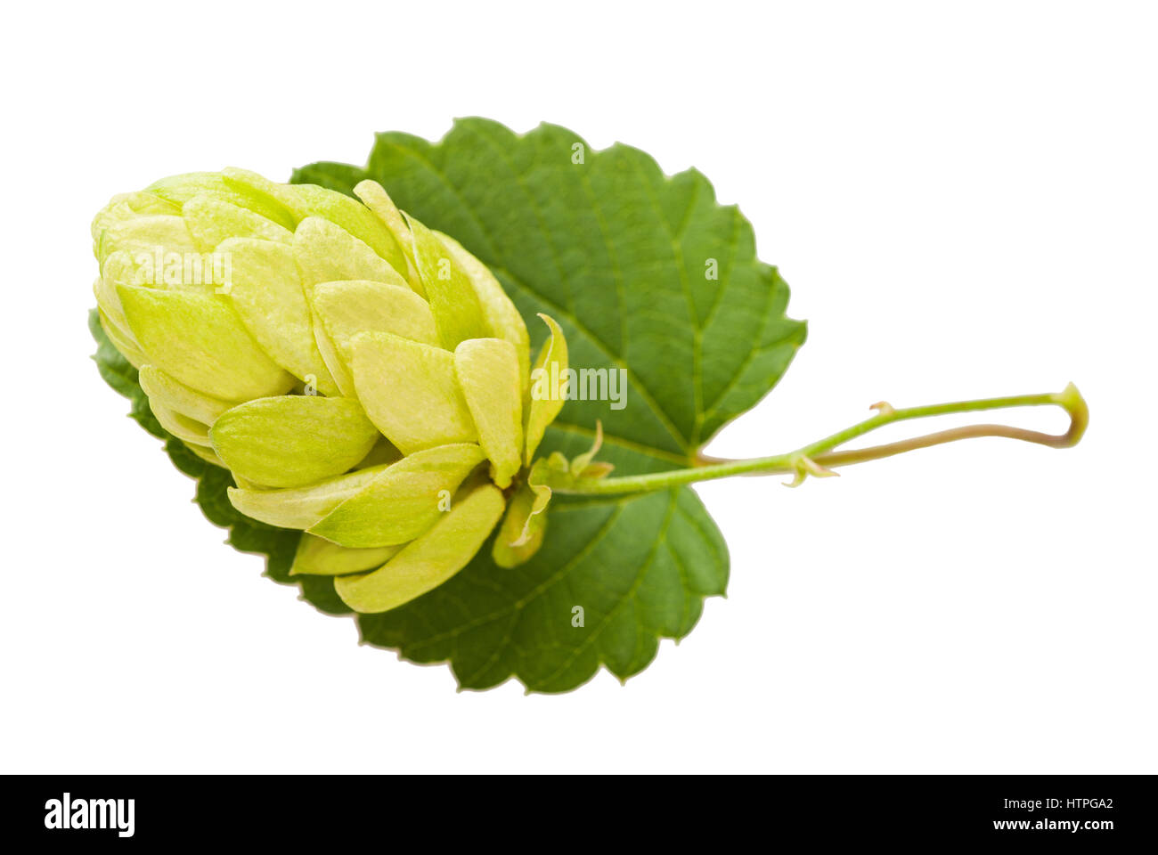 Hop avec leaf isolated on white Banque D'Images