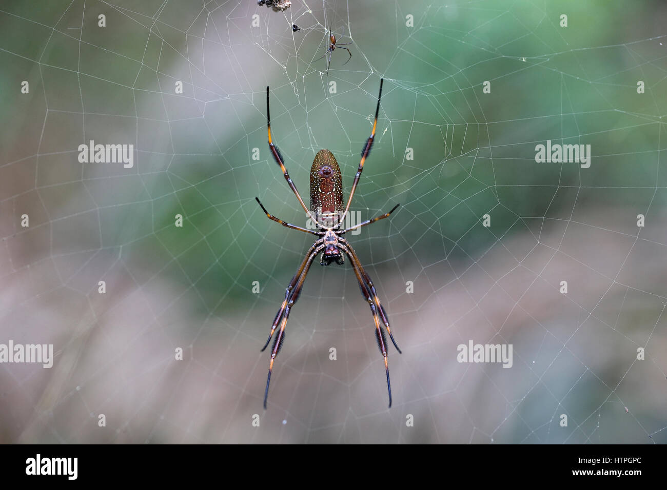 Golden Orb Weaver aka Golden Araignée de soie (Nephila clavipes) Trinité-et-Tobago TT Février 2017 Banque D'Images