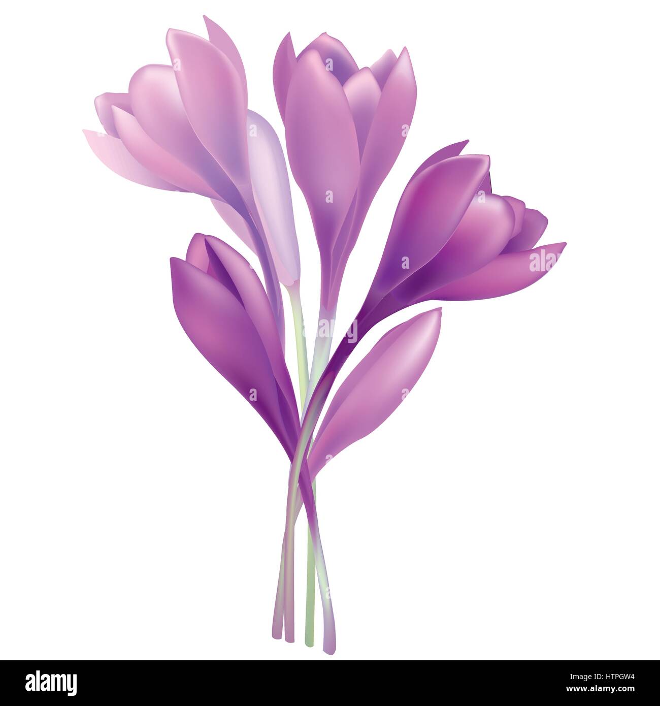 Crocus fleur bouquet floral frame. printemps fond de carte de vœux Illustration de Vecteur