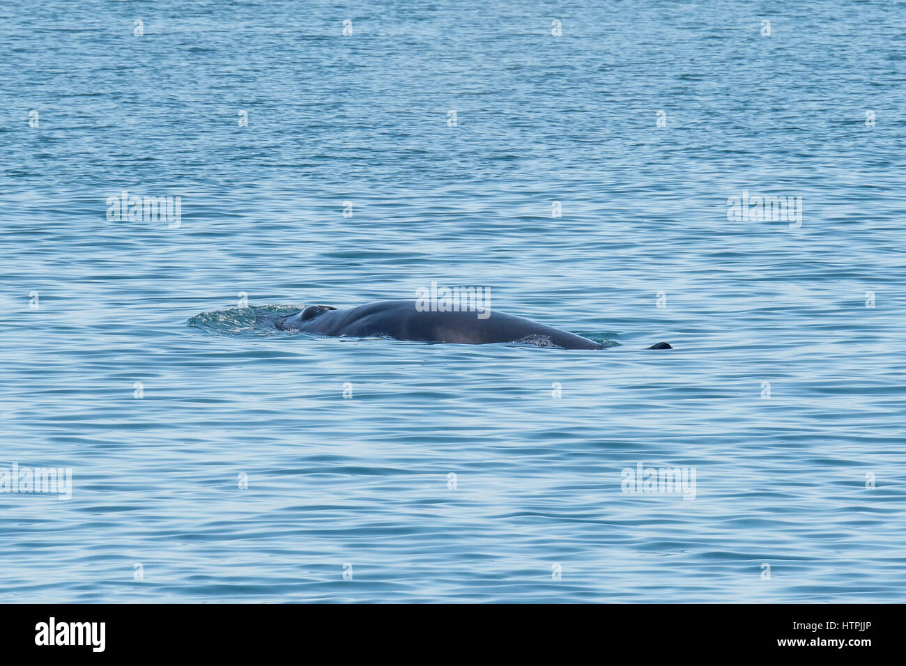 Petit rorqual du Nord ou le petit rorqual, Balaenoptera acutorostrata, surfaçage avec évent visible, Reykjavik, Islande Banque D'Images