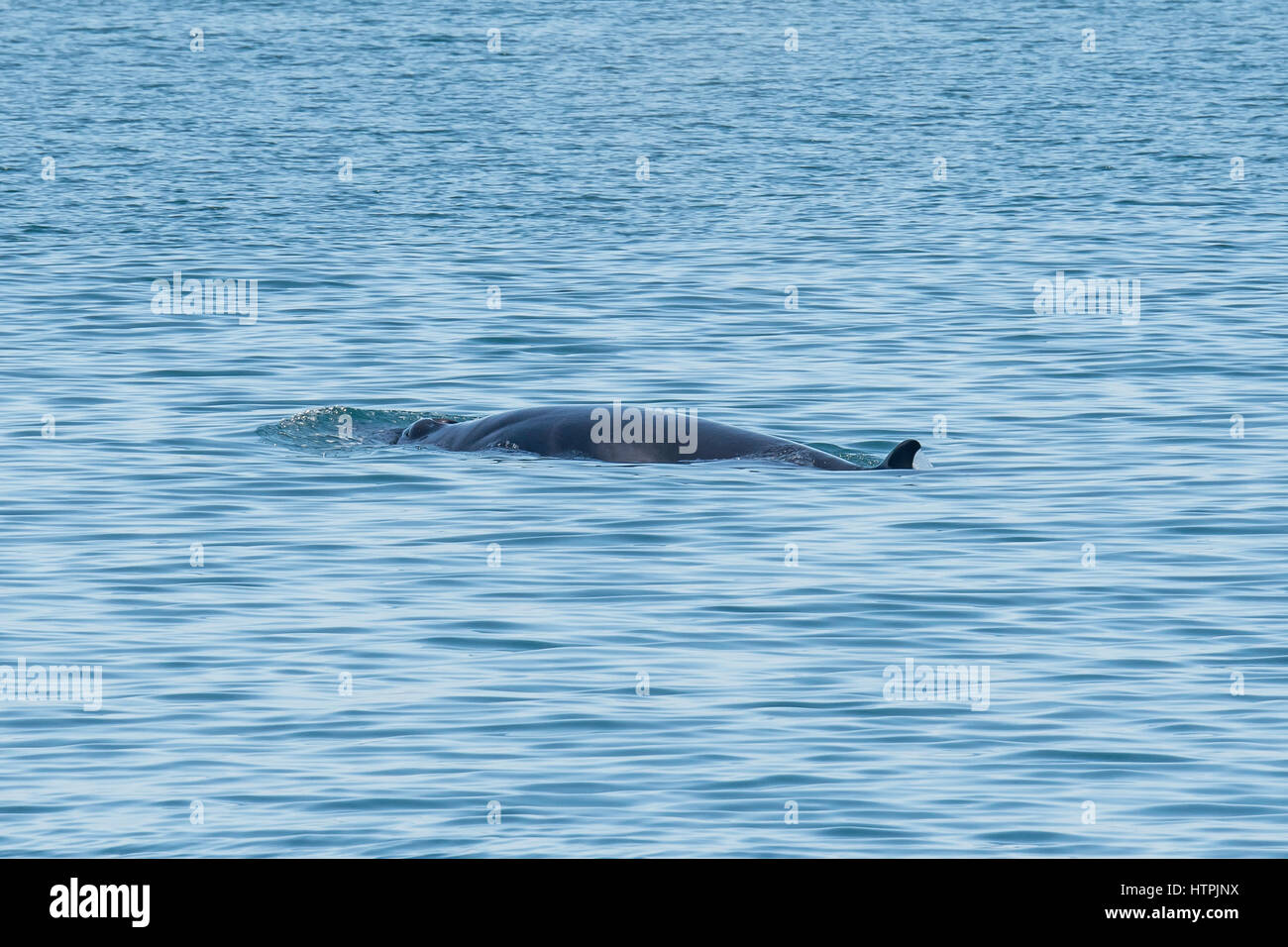 Petit rorqual du Nord ou le petit rorqual, Balaenoptera acutorostrata, surfaçage avec évent visible, Reykjavik, Islande Banque D'Images