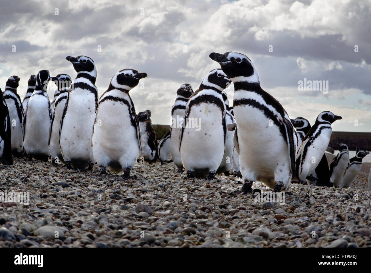 Une colonie de manchots de Magellan (Spheniscus magellanicus) à Penguin Island près de Puerto Deseado, la Patagonie en Argentine, Province de Santa Cruz Banque D'Images