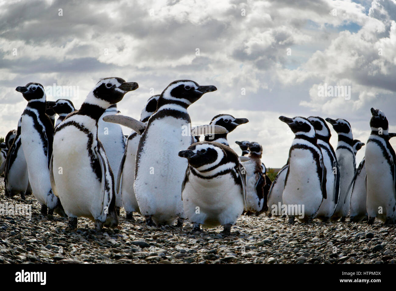 Une colonie de manchots de Magellan (Spheniscus magellanicus) à Penguin Island près de Puerto Deseado, la Patagonie en Argentine, Province de Santa Cruz Banque D'Images