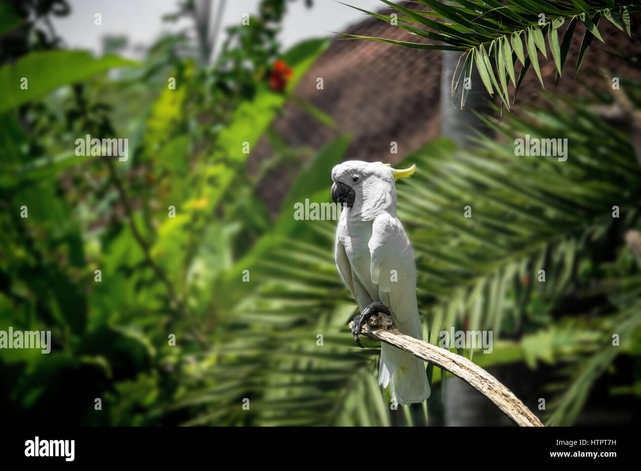 Sur la branche d'un arbre un grand cacatoès blanc dans le vert de la forêt tropicale sur l'arrière-plan flou Banque D'Images