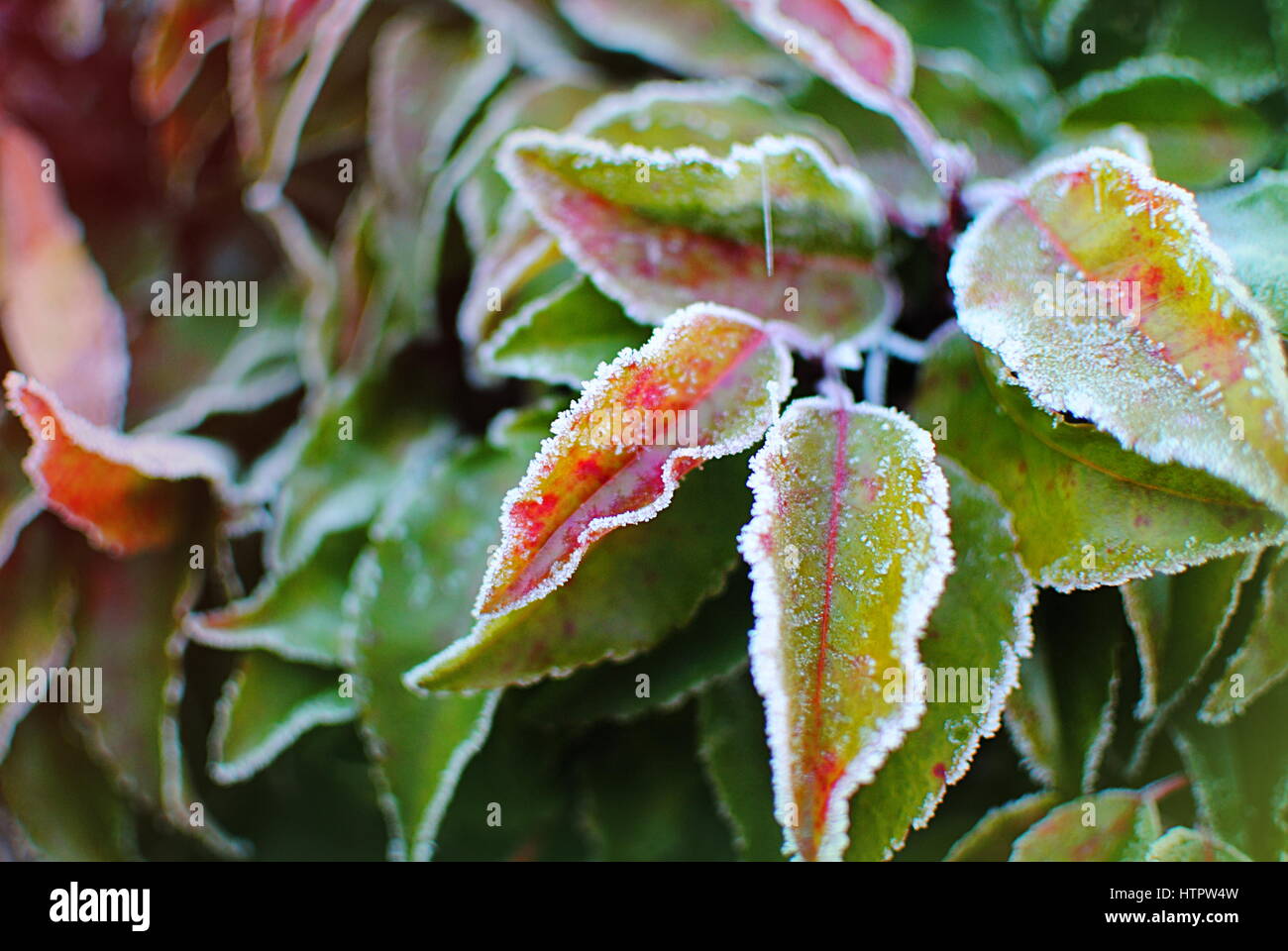 Frosty feuilles en hiver Banque D'Images