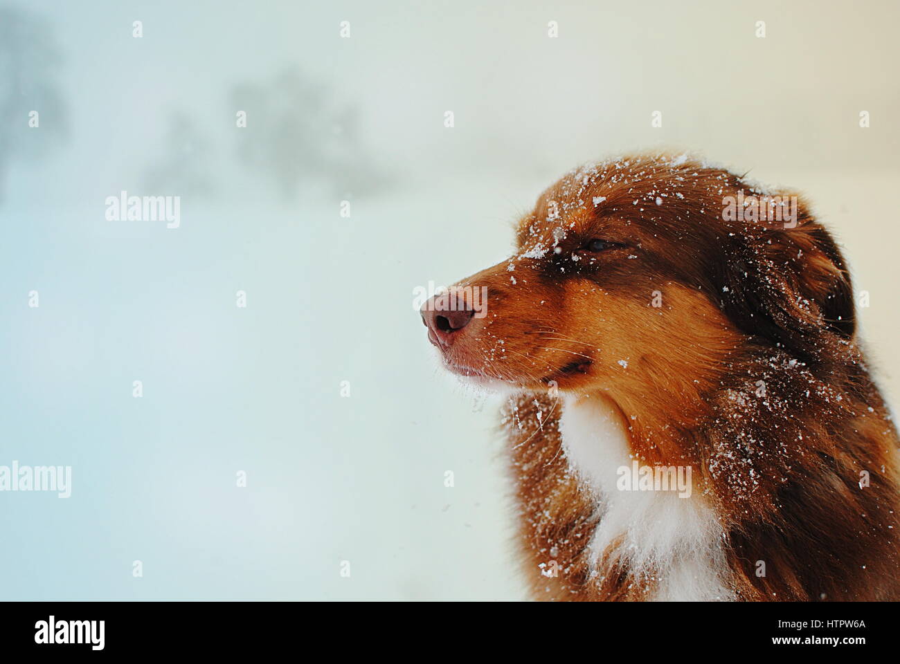 Chien de berger australien en pleine tempête Banque D'Images