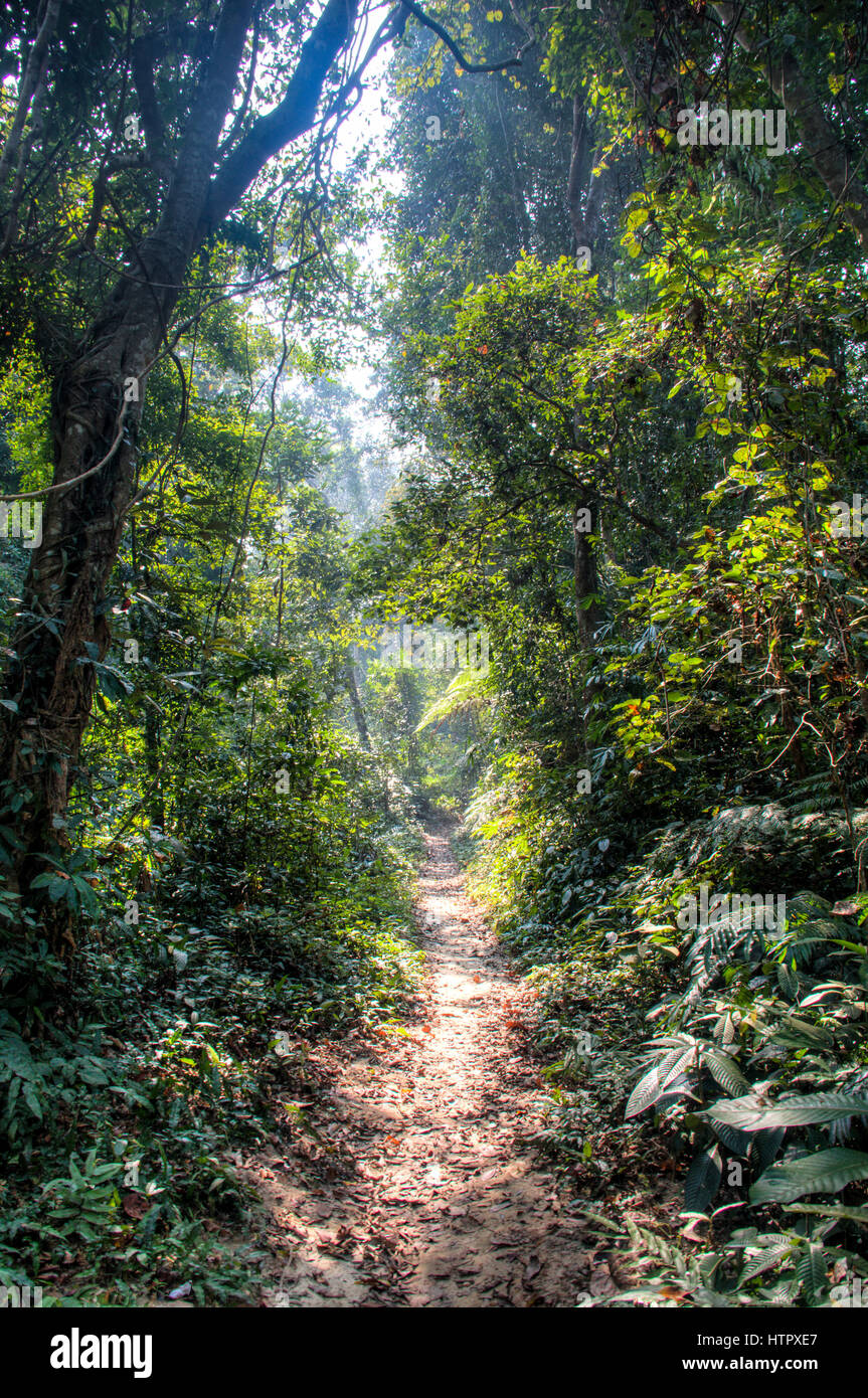 Le célèbre parc national dans Lawacharra Srimangal dans la division de Sylhet Bangladesh Banque D'Images