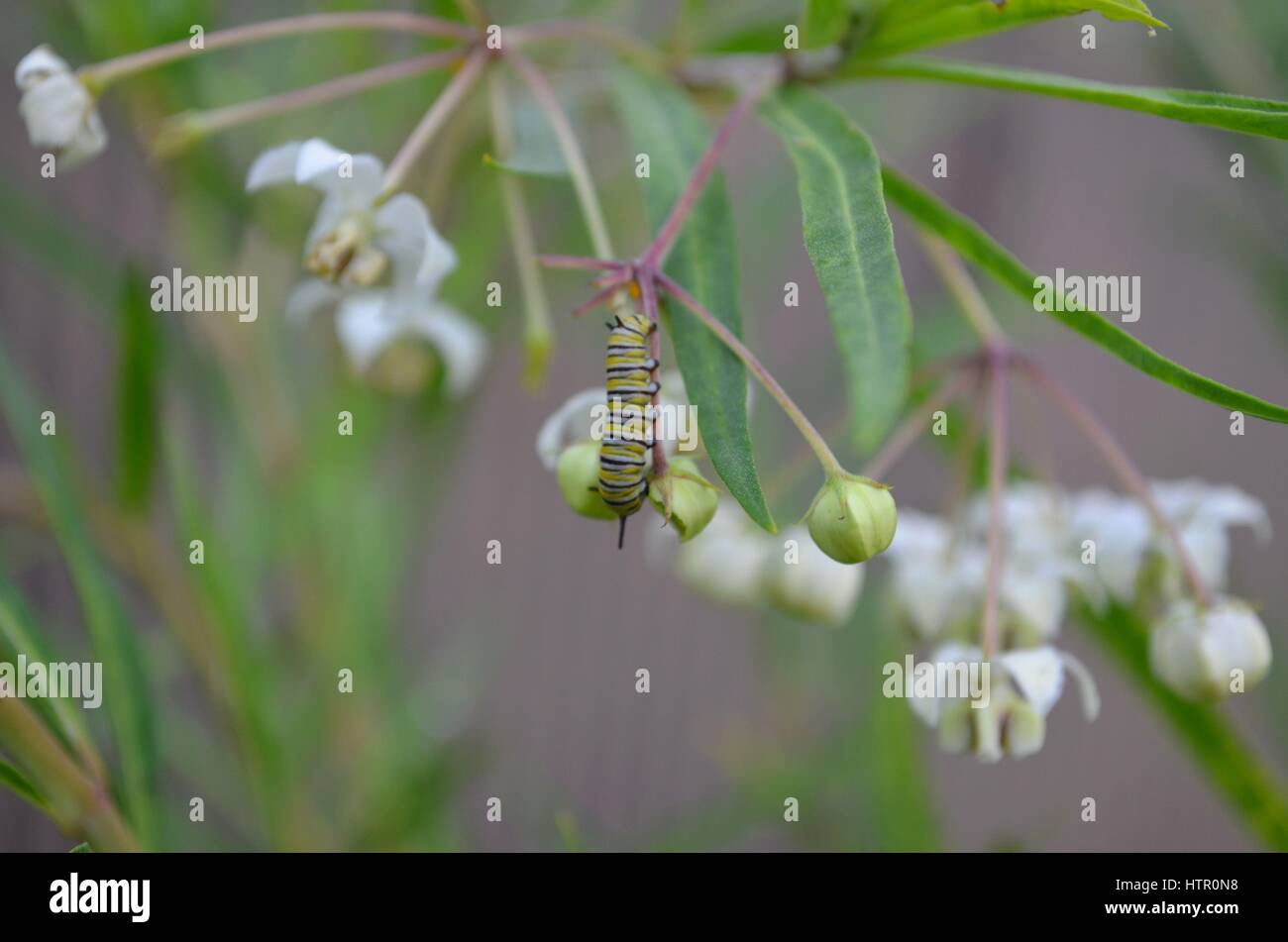 Tout petit bébé monarch sur caterpillar plante asclépiade zoom in close up Banque D'Images
