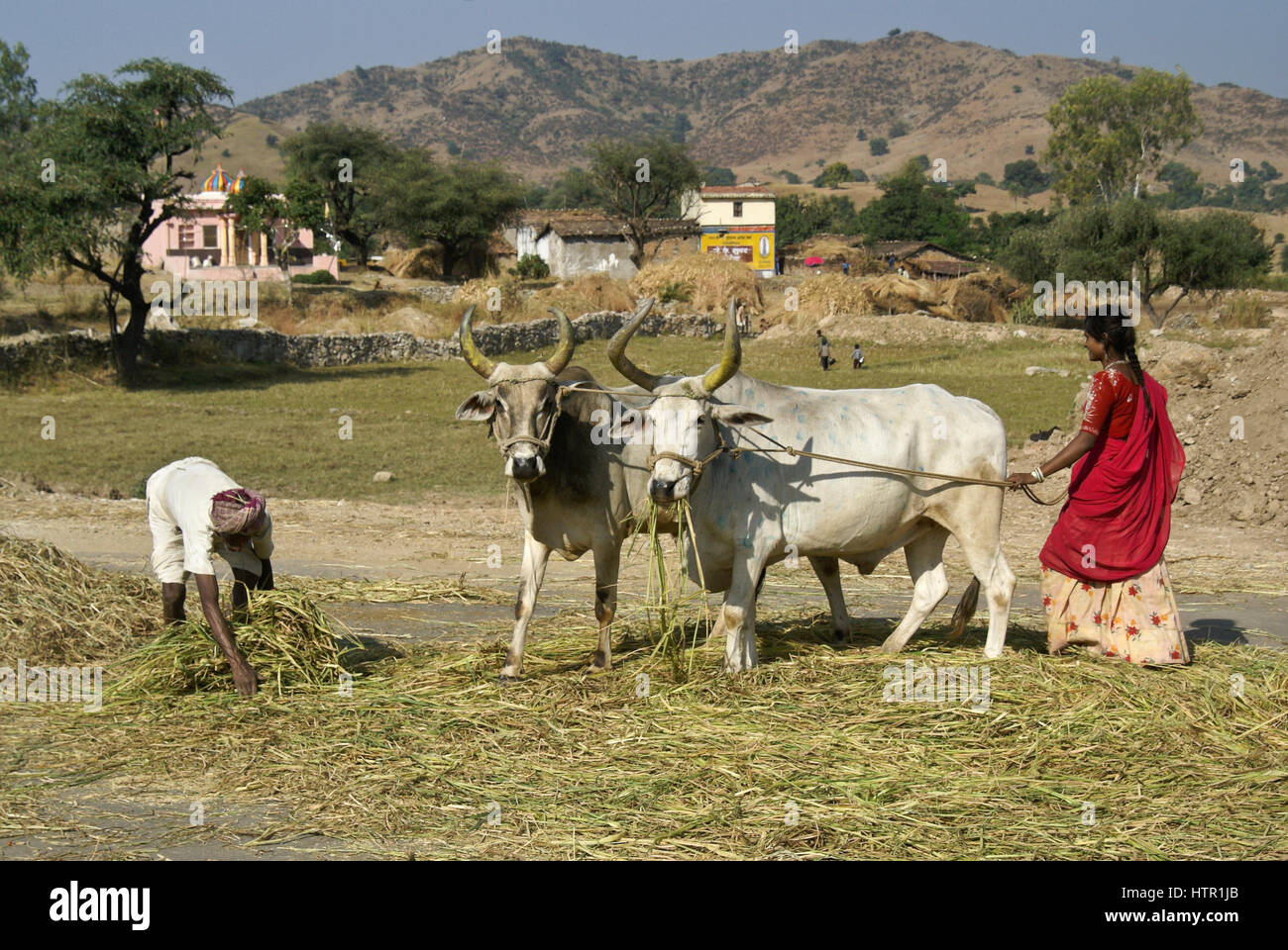 Les agriculteurs utilisant des Bhil taureaux au battage du riz sur l'autoroute, Rajasthan, Inde Banque D'Images