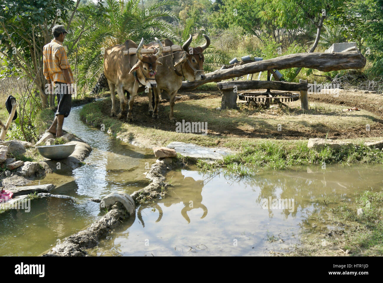 Taureaux en tournant un Persan roue de l'eau pour irriguer les cultures, Rajasthan, Inde Banque D'Images