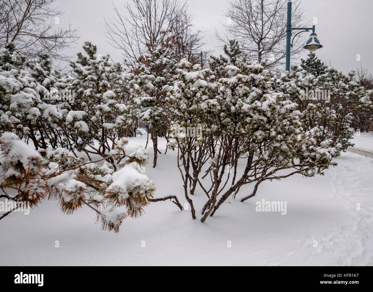 Des buissons et des arbres couverts de neige fraîche dans un Park à Toronto (Ontario) Canada Banque D'Images