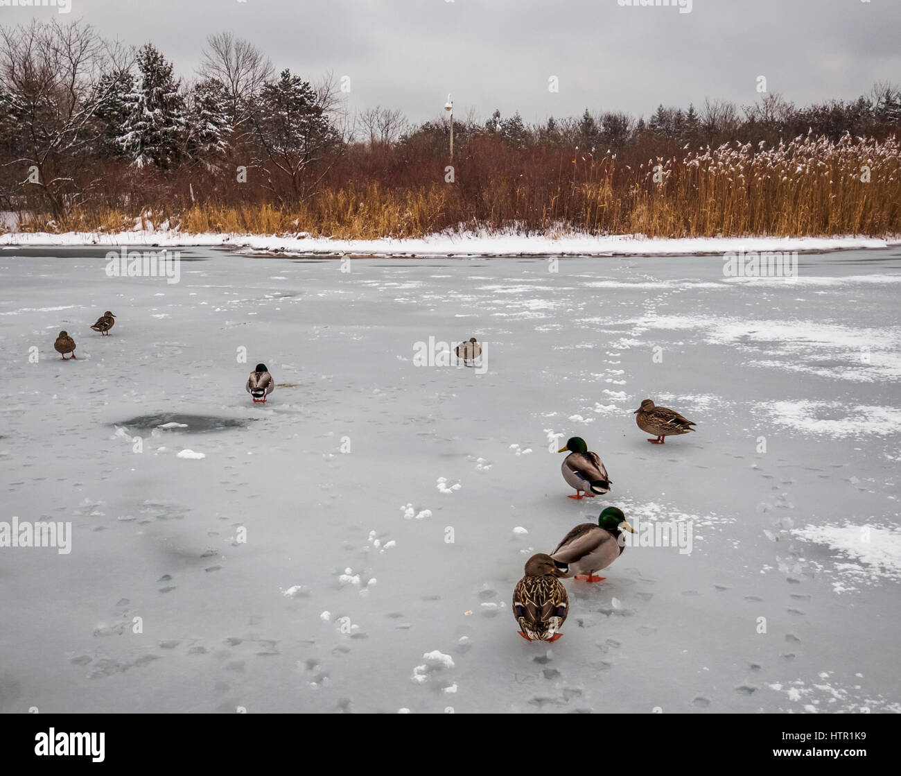 Les Canards colverts dans un groupe de marche sur le lac Ontario de faire une séquence. Banque D'Images