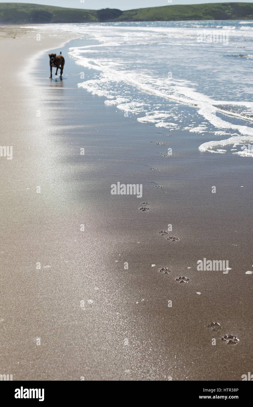 Un grand bringé chien jouant sur une plage dans le nord de la Californie, USA. Banque D'Images