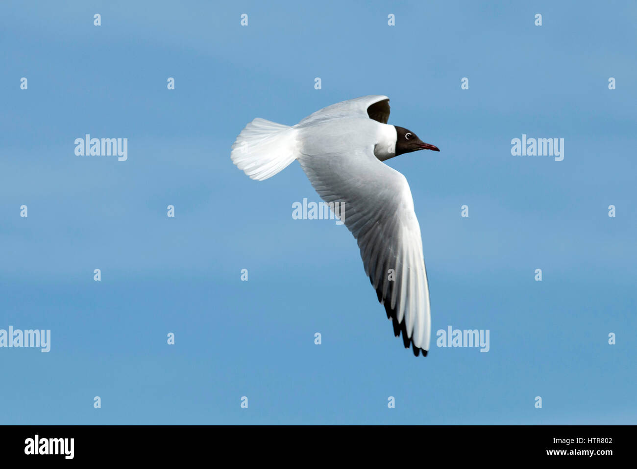 Mouette noir planeur dans le ciel au-dessus du Havre Titchfield National Nature Reserve Banque D'Images