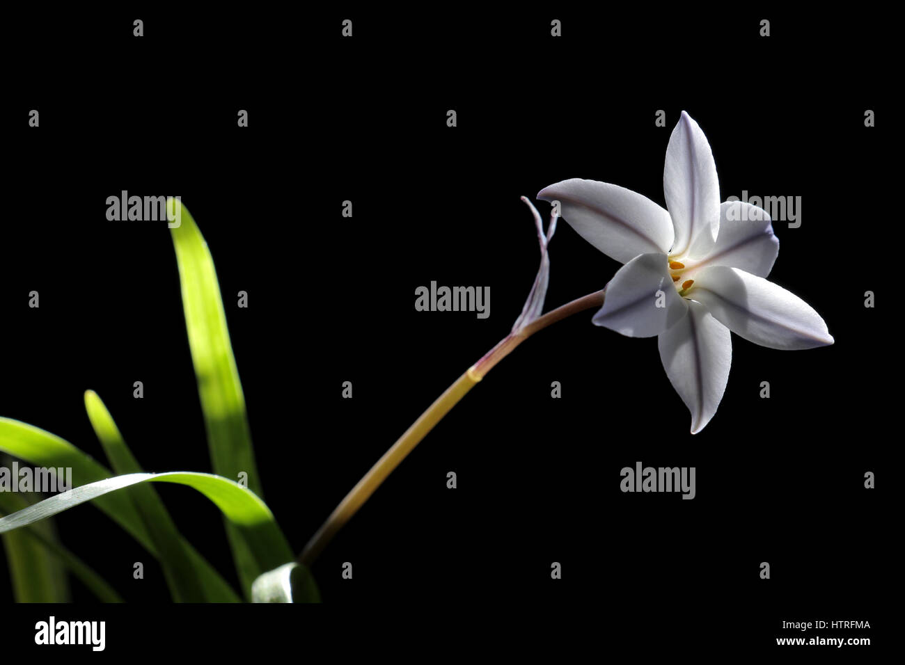 Fleur ipheion japonais sur noir Banque D'Images