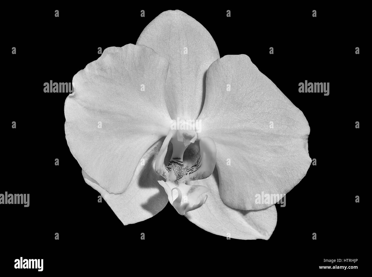 Fleur orchidée blanche isolée monochrome, macro sur fond noir avec texture détaillée Banque D'Images