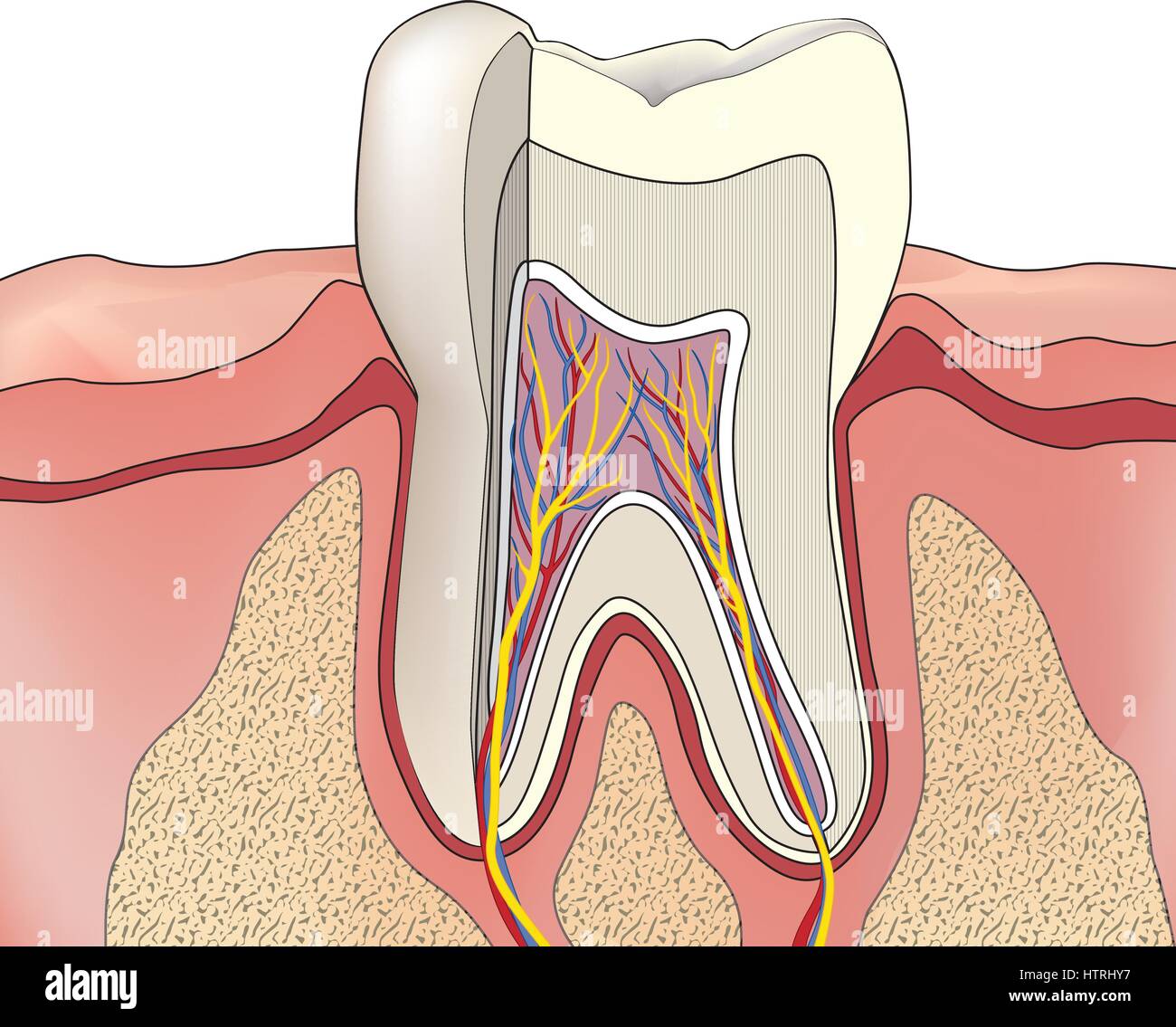 La structure de la dent. Anatomie de dents. illustration médicale dentaire. Illustration de Vecteur