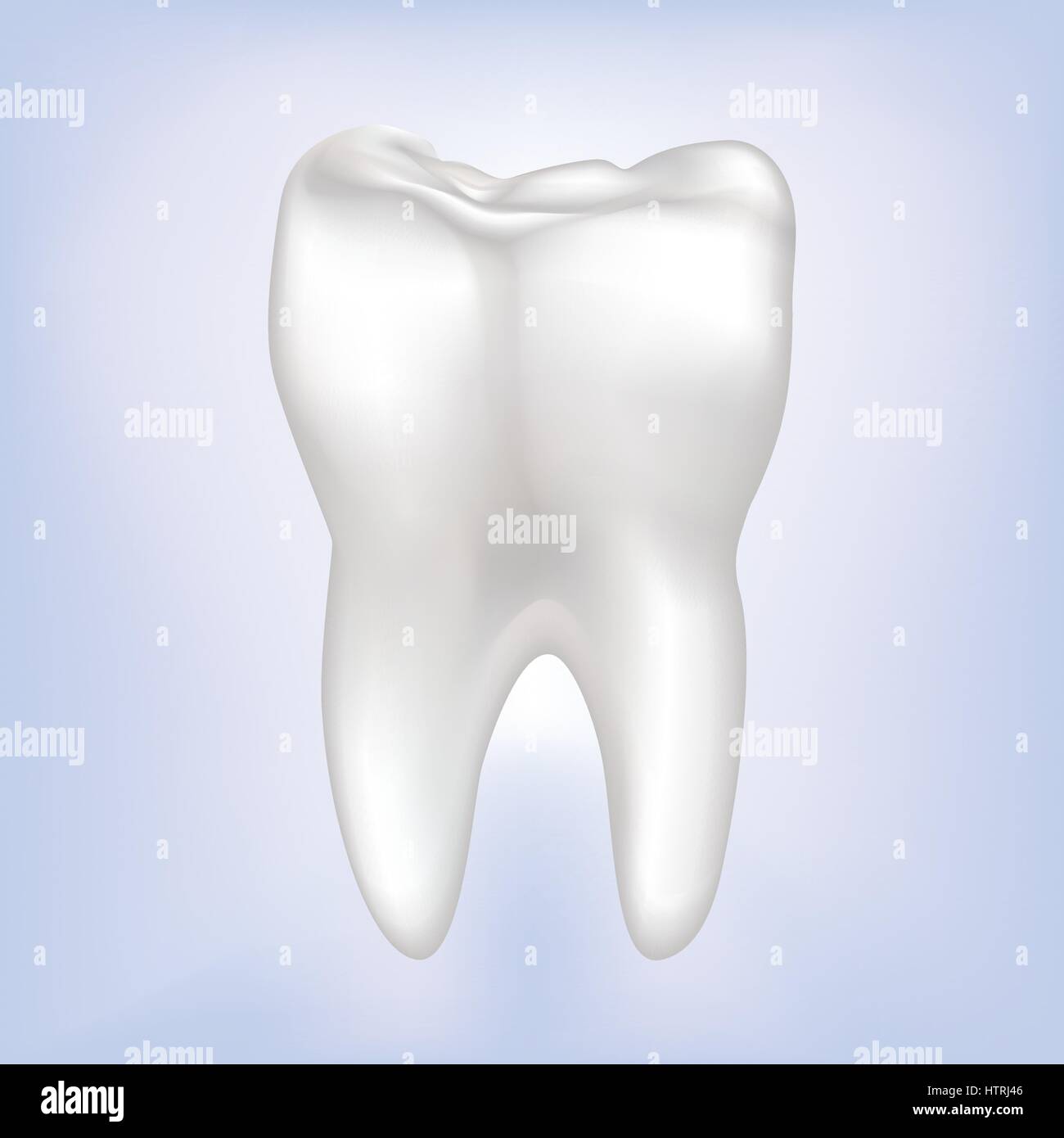Dents dents isolées. panneau blanc. illustration médicale dentaire. Illustration de Vecteur