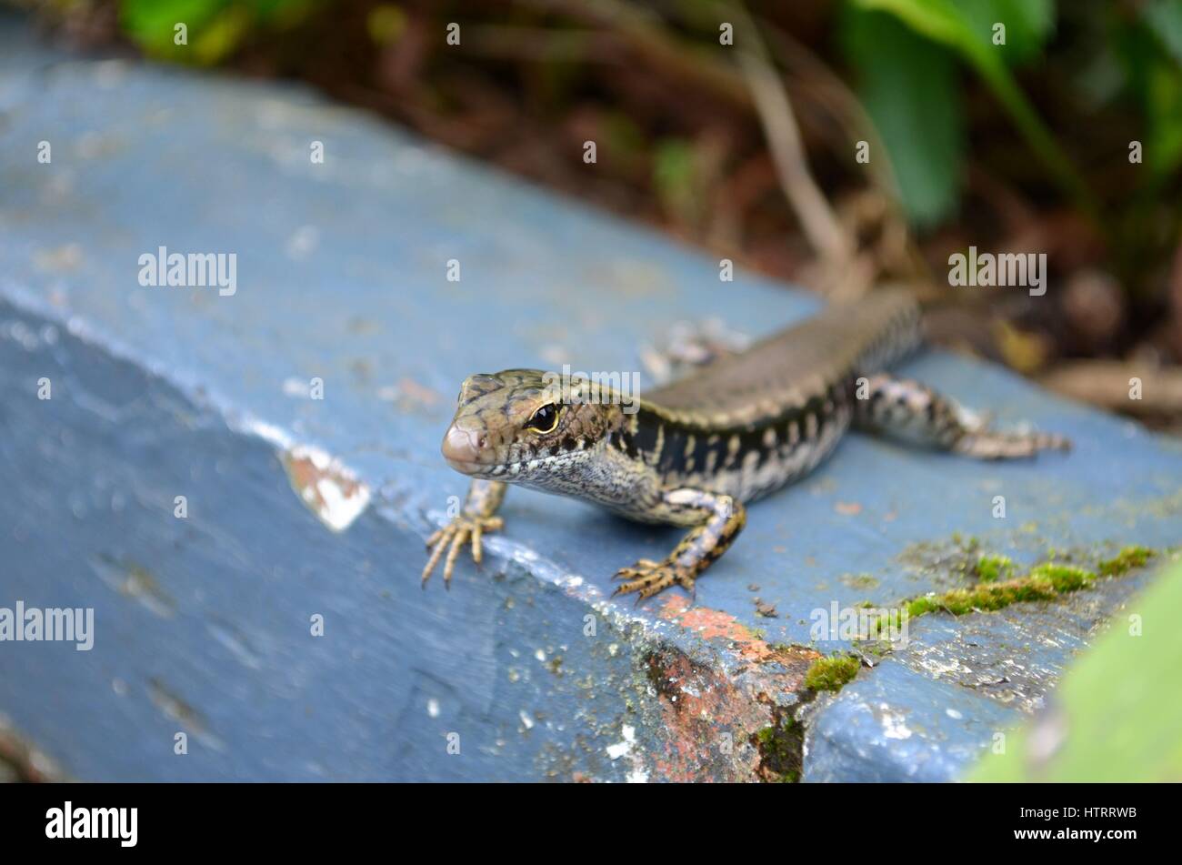 Jardin commun skink lizard zoom in close up Banque D'Images