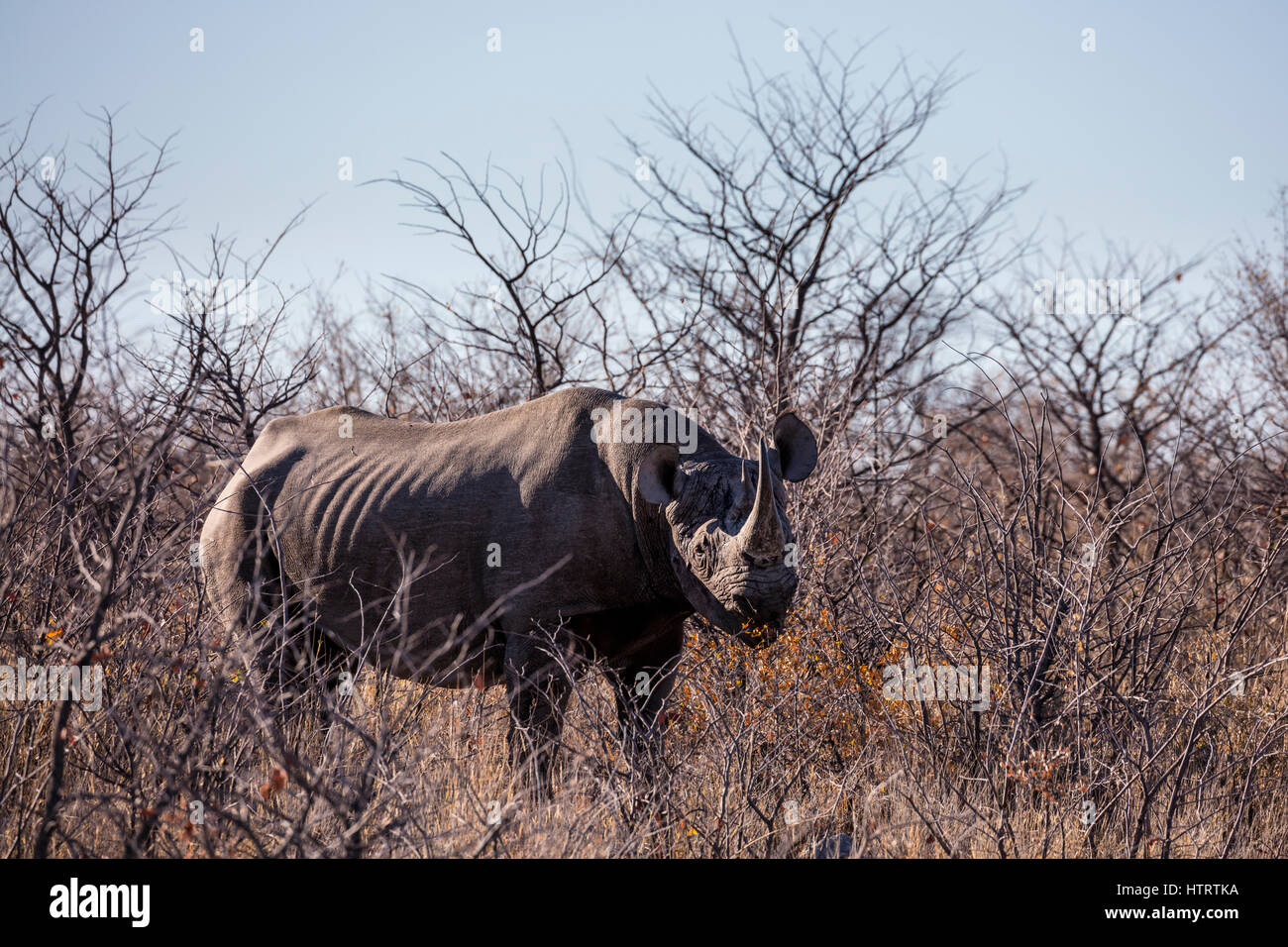Un rhinocéros noir dans les buissons au Parc National d'Etosha en Namibie. Banque D'Images