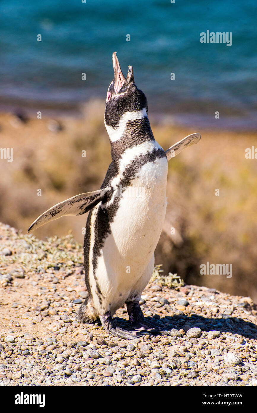 Un pingouin megellan donnant un appel d'accouplement. Banque D'Images