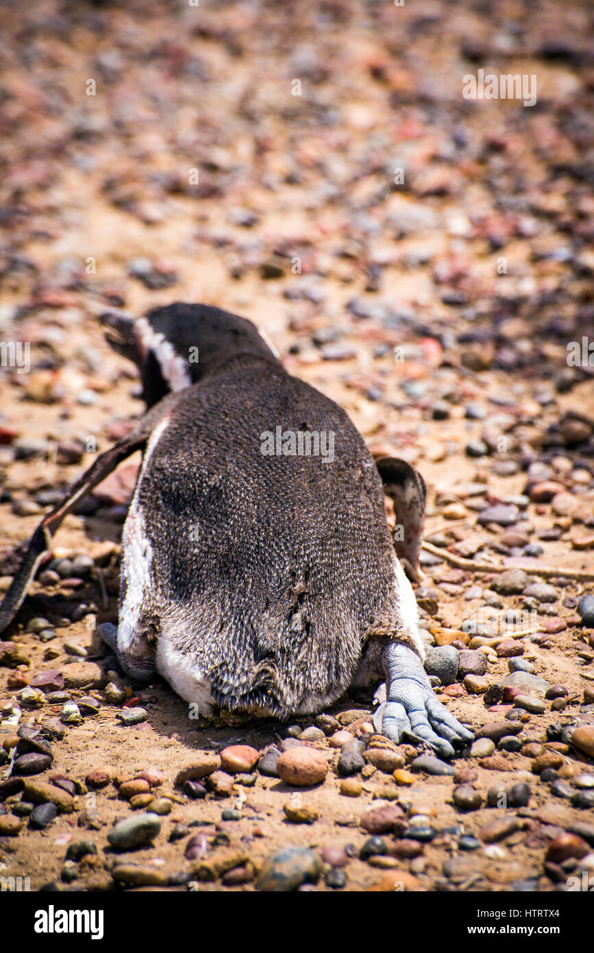 Un pingouin megellan couché pour se refroidir Banque D'Images