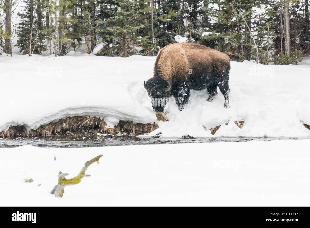 Bison (Bison bison) communément appelé Buffalo survivre à l'hiver brutal dans le Parc National de Yellowstone, Wyoming, USA. Banque D'Images Bison (Bison bison) communément appelé Buffalo survivre à l'hiver brutal dans le Parc National de Yellowstone, Wyoming, USA. Banque D'Images