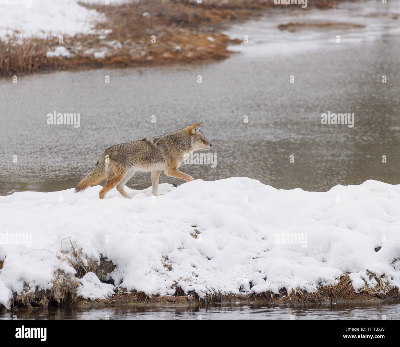 Le Coyote (Canis latrans) voyager à travers le paysage enneigé de Parc National de Yellowstone, Banque D'Images