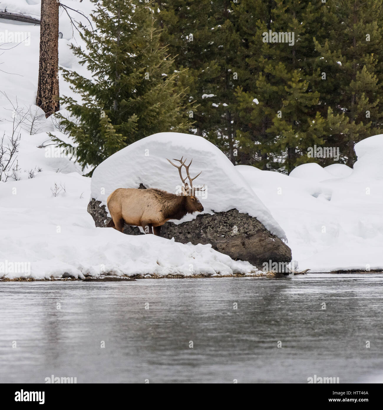 Bull Elk balade autour d'un gros rocher sur la rive de la rivière Madison, Yellowstone National Park, Wyoming, USA. Banque D'Images Bull Elk balade autour d'un gros rocher sur la rive de la rivière Madison, Yellowstone National Park, Wyoming, USA. Banque D'Images