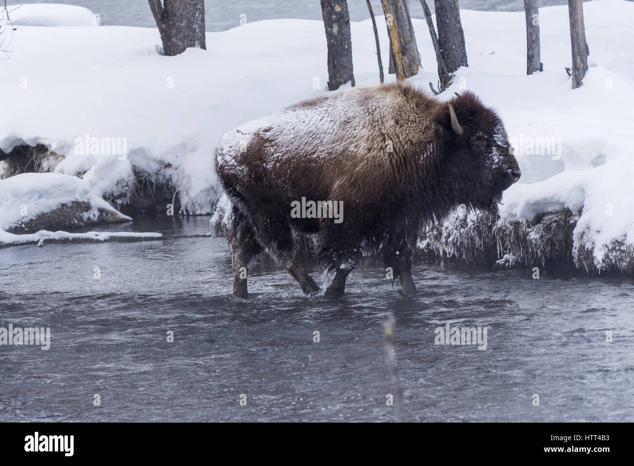Bison (Bison bison) communément appelé Buffalo survivre à l'hiver brutal dans le Parc National de Yellowstone, Wyoming, USA. Banque D'Images Bison (Bison bison) communément appelé Buffalo survivre à l'hiver brutal dans le Parc National de Yellowstone, Wyoming, USA. Banque D'Images