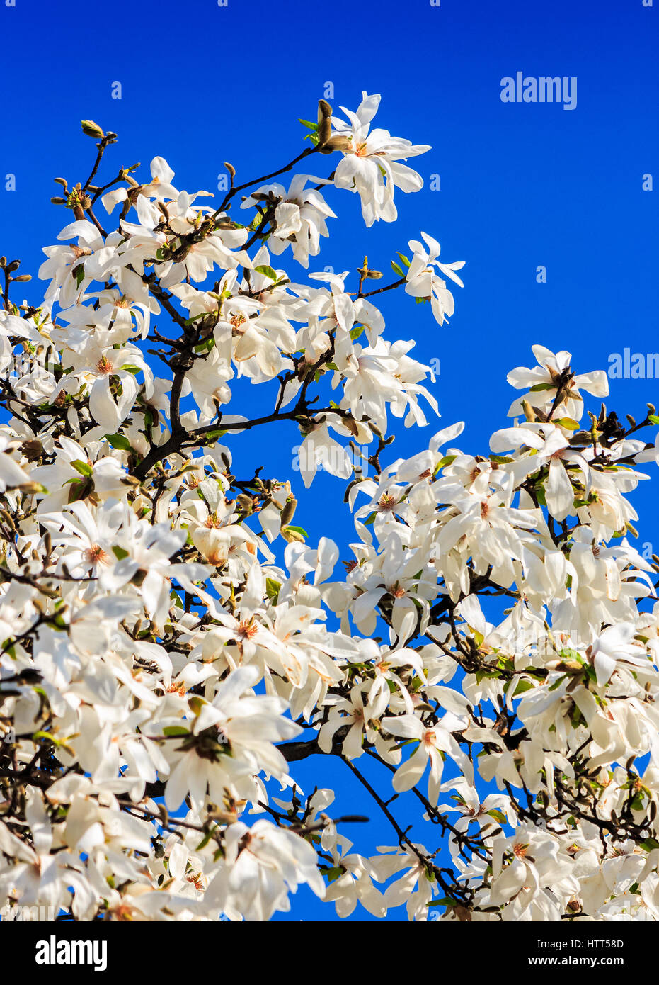 Fleurs magnolia blanc sur une branche fond de ciel bleu Banque D'Images