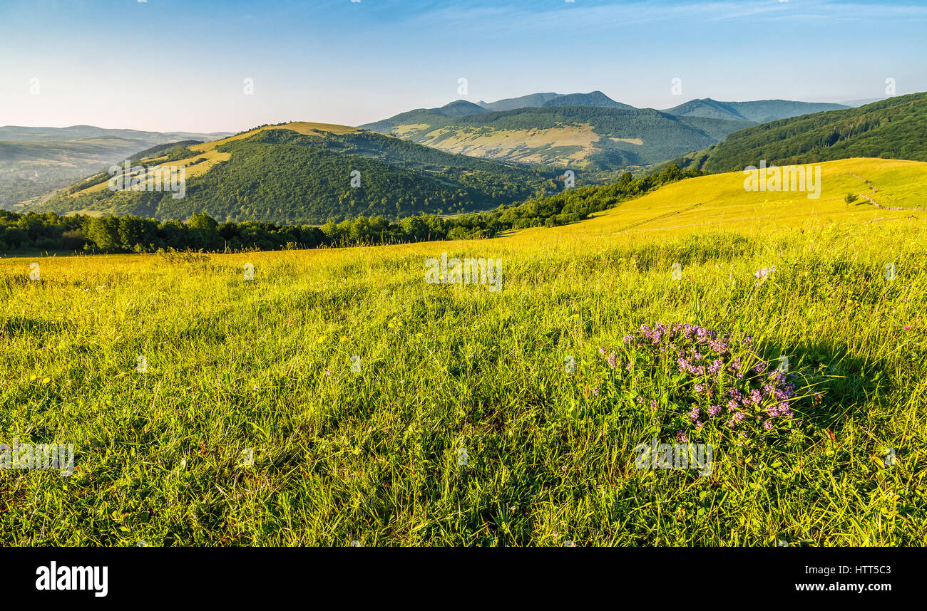 Mauve sauvage fleurs salés parmi l'herbe des prairies à flanc de montagne au lever du soleil. Belle piscine météo. Banque D'Images