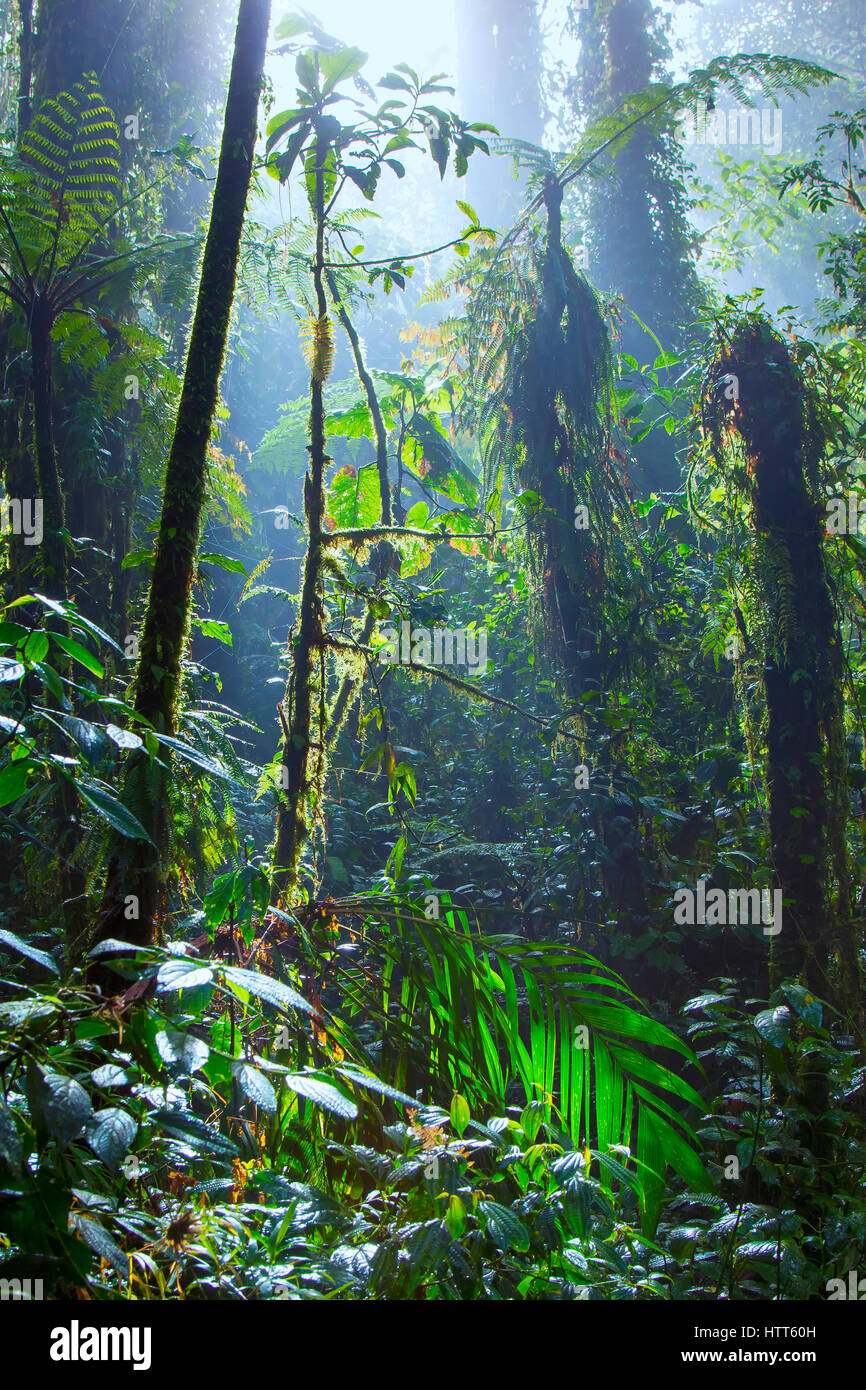 La réserve de la Forêt Nuageuse de Monteverde à Alajuela province Banque D'Images