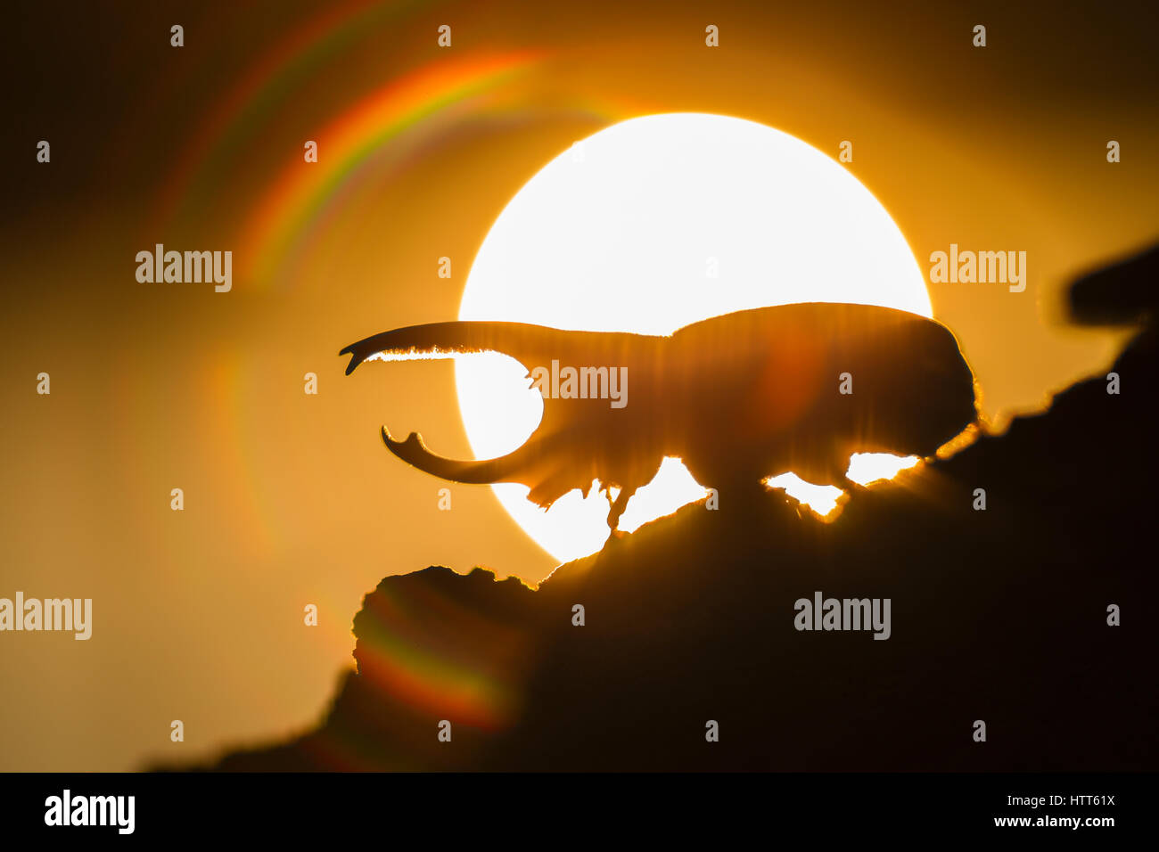 Western Hercules Beetle homme marche sur log, silhouetté par rising sun et couleurs arc-en-ciel. Cette du scarabée rhinocéros a été photographié dans l'Arizona. Banque D'Images