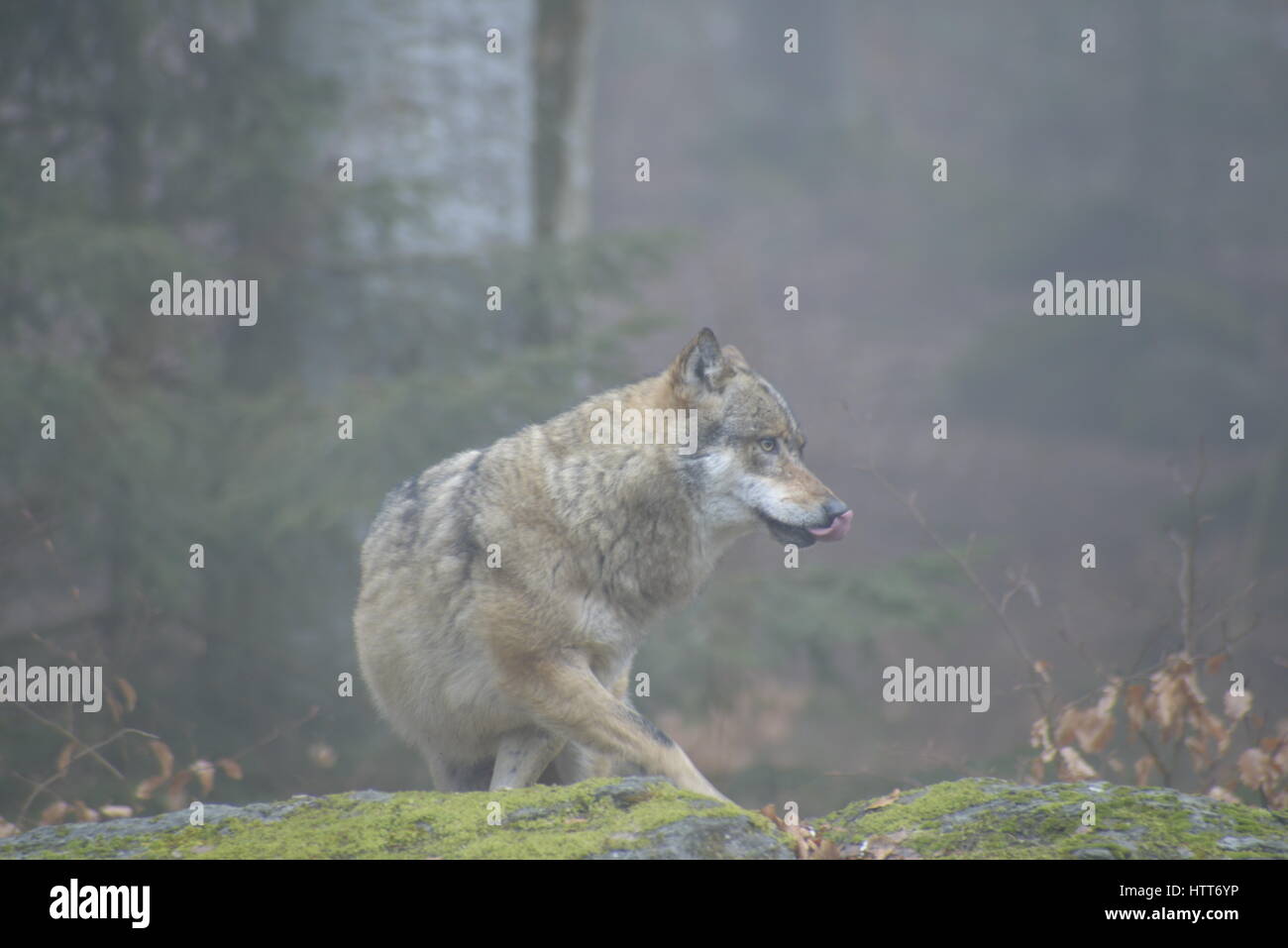 Pont sur la rivière Drava avec une fontaine Banque D'Images