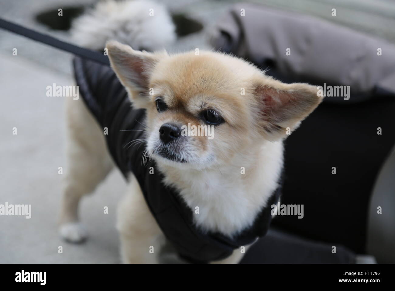 Mignon petit chien beige laisse Banque D'Images