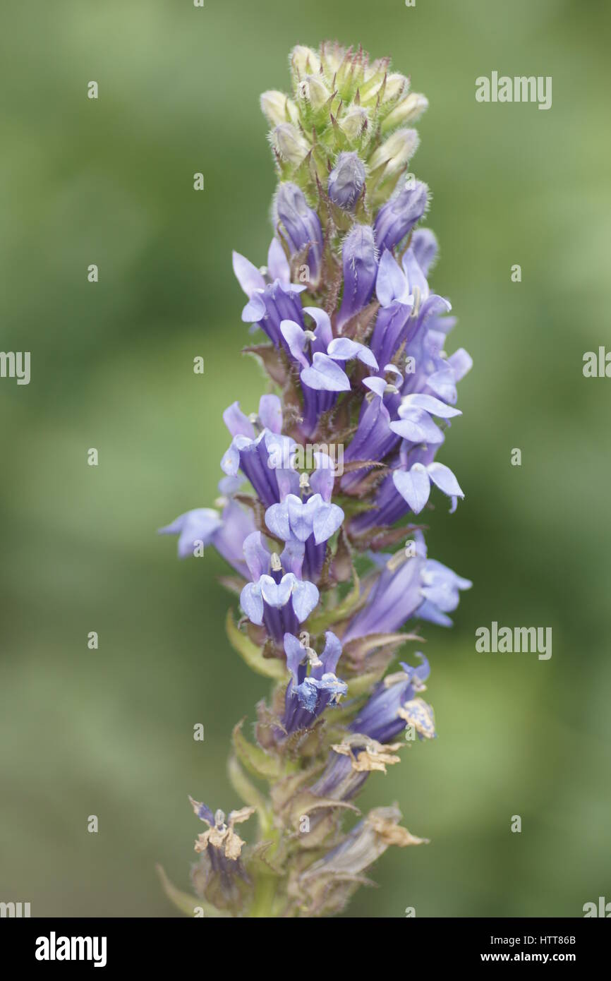 Lobelia siphilitica Banque D'Images