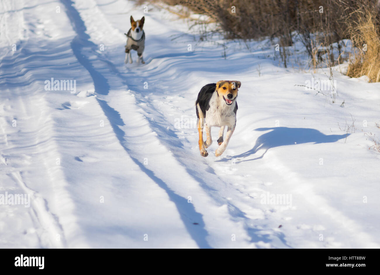 Deux femmes de race mixte et de (dépassement) chien chassant les uns les autres pays sur une route couverte de neige fraîche au jour d'hiver ensoleillé Banque D'Images