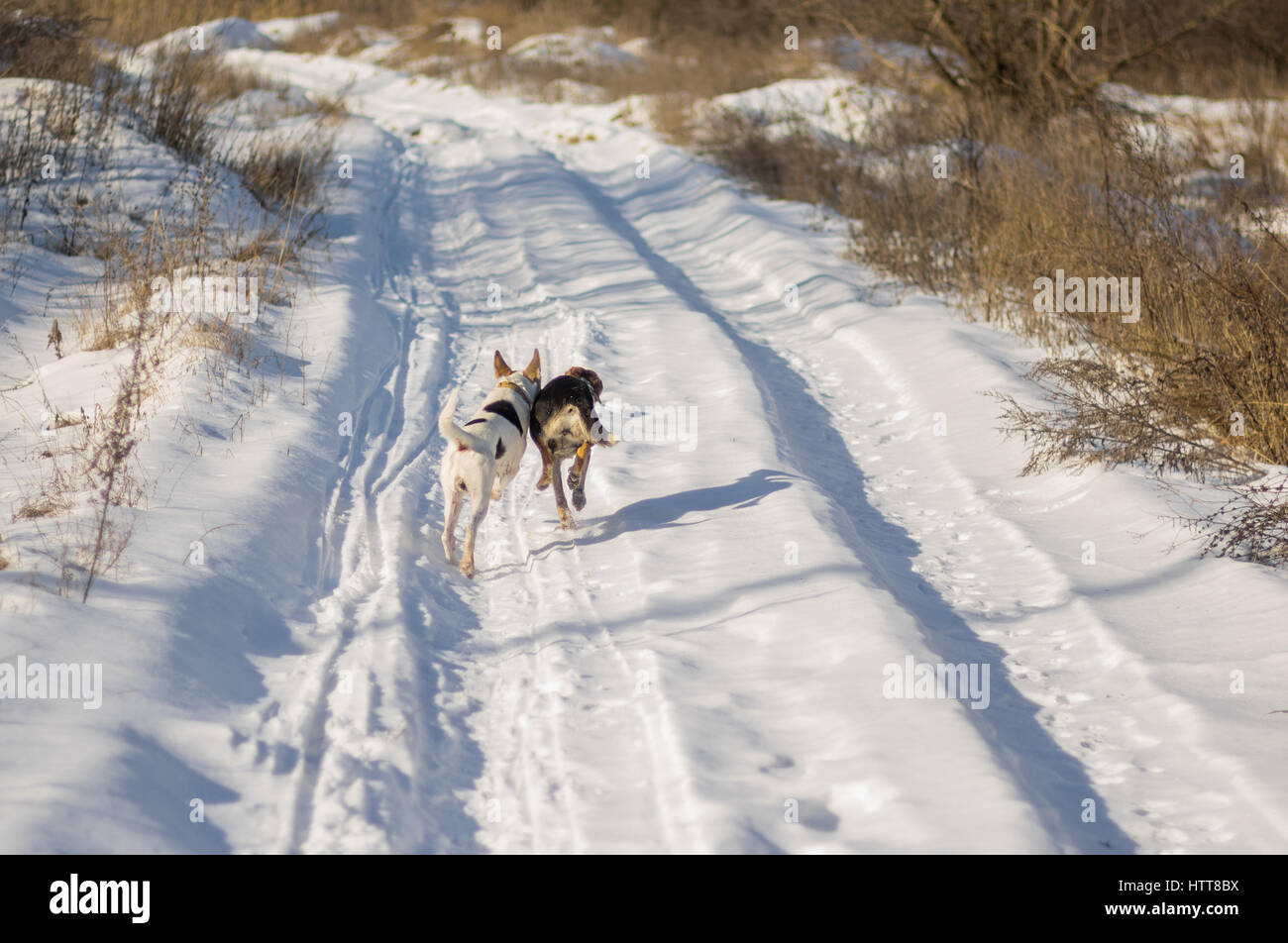 Deux race mélangée chiens chassant les uns les autres pays sur une route couverte de neige fraîche au jour d'hiver ensoleillé Banque D'Images
