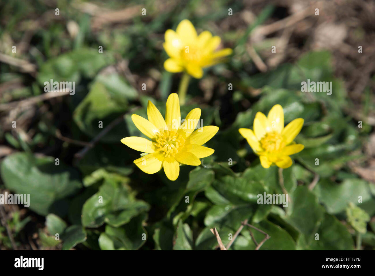 Les premières fleurs de printemps. Fleurs jaunes. Banque D'Images