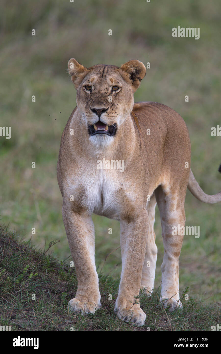 L'African lion (Panthera leo) femmes en état d'alerte pour danger, Masai Mara National Reserve, Kenya, Afrique de l'Est Banque D'Images