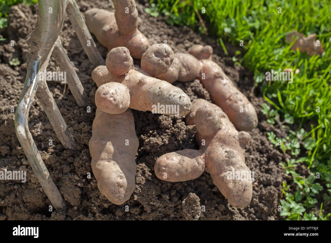 Apple Sapin rose Pommes de terre (Solanum tuberosum). Banque D'Images