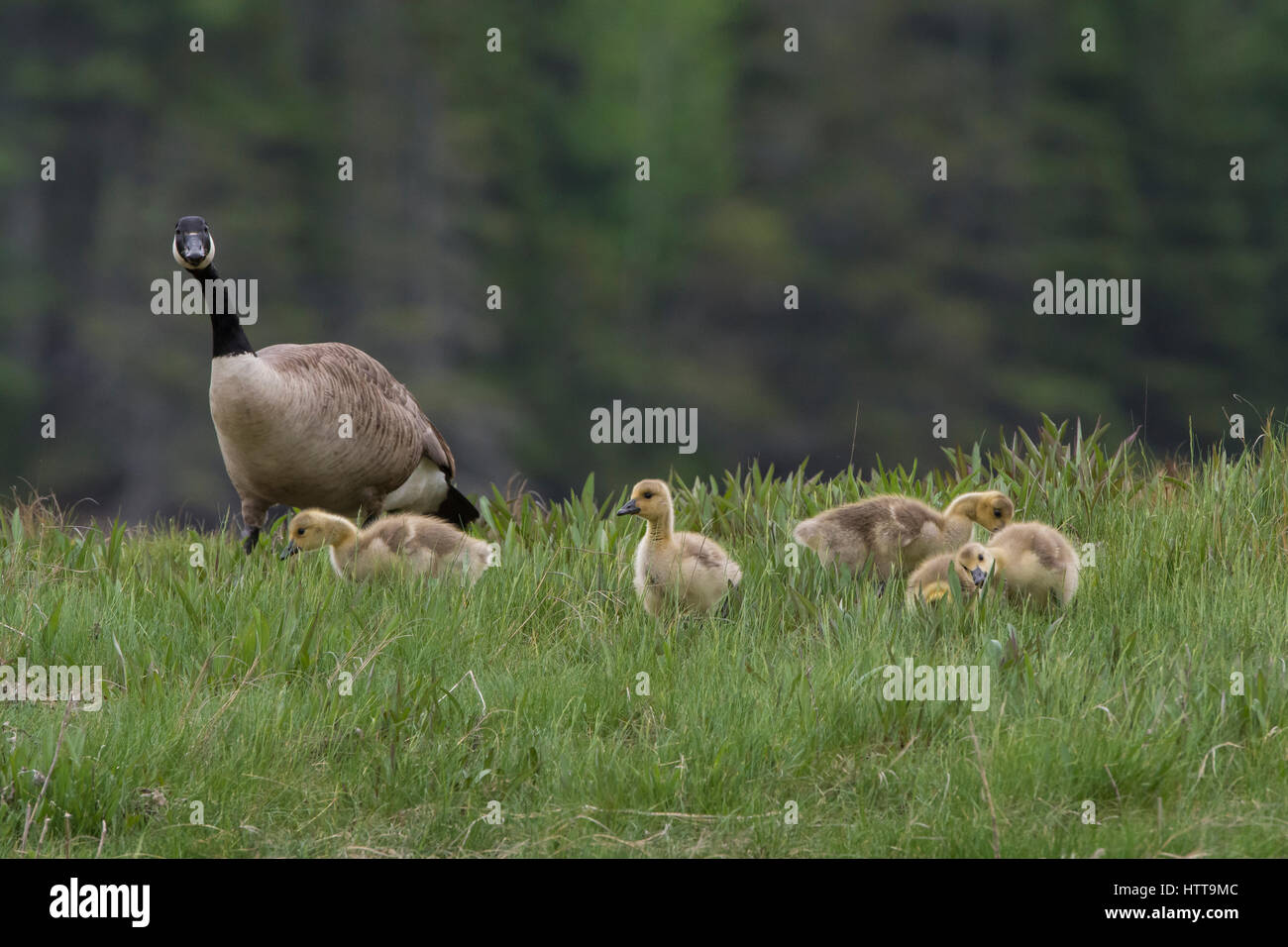 Bernache du Canada (Branta canadensis). Mère et oisons, au début du printemps. L'Acadia National Park, Maine, USA. Banque D'Images