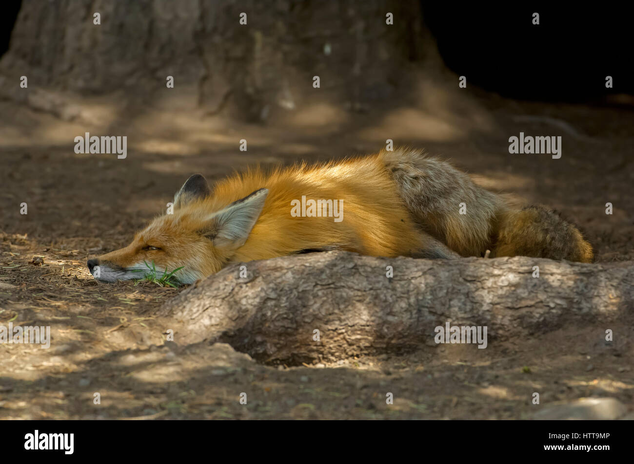 Le renard roux (Vulpes vulpes). Forêt nationale de Shoshone, Wyoming, USA. Banque D'Images
